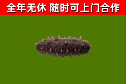丹江口市烟酒回收干海参.jpg
